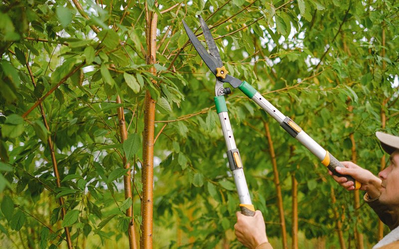 Tree trimming in Pittsfield, VT