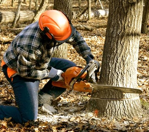 Tree Removal in Pittsfield, VT